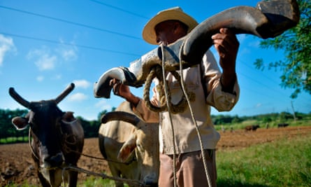 A farmer works in a field using oxen to plough the land in Los Palacios, Pinar del Rio province.