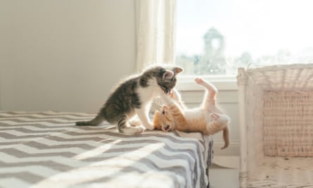 Many cats don’t cope well with a feline flatmate.
