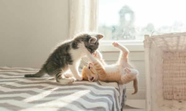 Why Are Kittens So Cute You Asked Google Here S The Answer Cats The Guardian