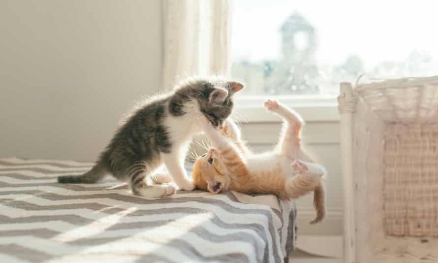 Why are kittens so cute? You asked Google – here's the answer | Dean