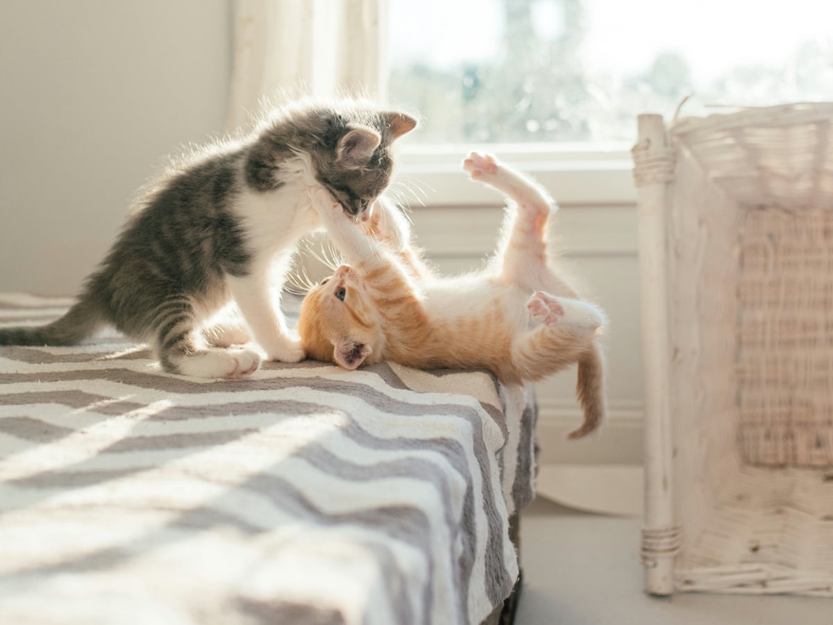 In 18 Months We Ve Had 30 Cats And It S Been Wonderful Cats The Guardian In 18 Months We Ve Had 30 Cats And It S Been Wonderful Cats The Guardian