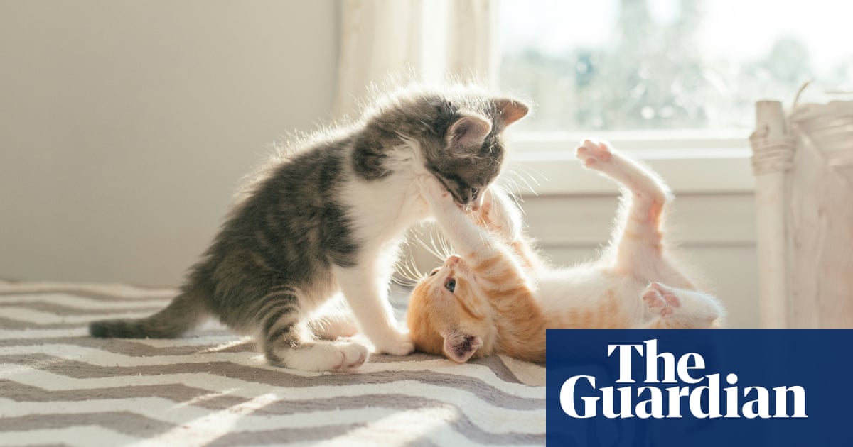 Feline uncertain? Cats do give clues if the fur’s about to fly, study finds
