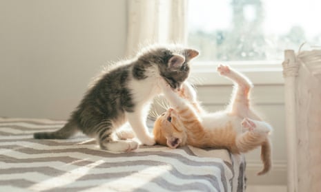 Two kittens playing on a bed