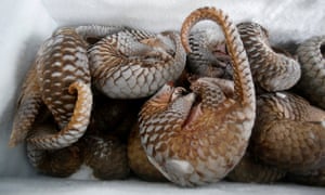 Seized frozen pangolins are seen at a wild animal rescue center in Hanoi, Vietnam September 9, 2016.