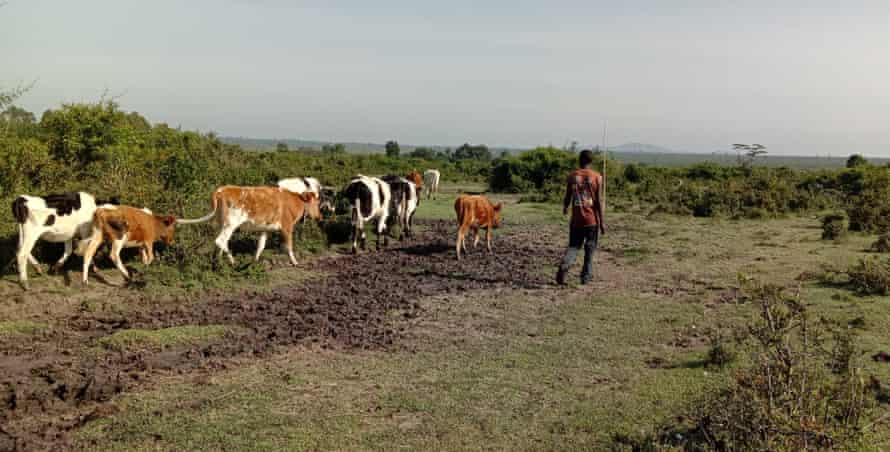 Cows are taken to graze in the forest