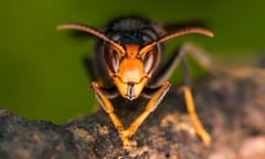 Asian predatory Hornet