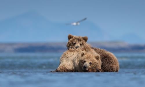 A Proposed Mine In Alaska Will Endanger Brown Bears And Much