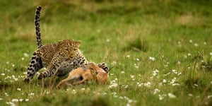 A leopard hunting a Steenbok
