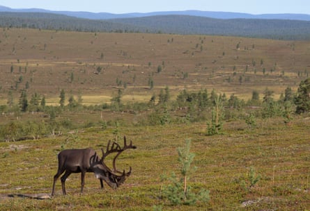 A male reindeer with big antlers feeding on open landscape with a few small trees dotted around