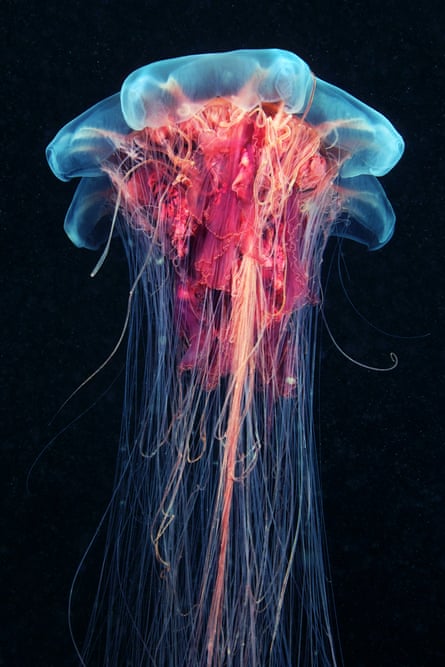 A Lion’s mane jellyfish.