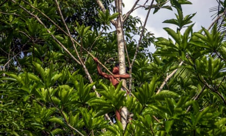 Indigenous peoples by far the best guardians of forests – UN report, Trees  and forests