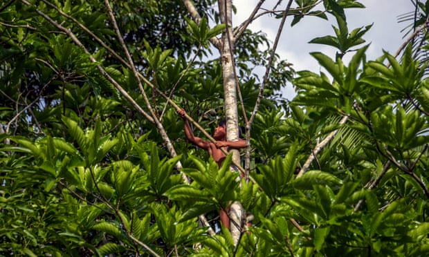 A Waiapi boy climbs up a Geninapo tree to pick fruits to make body paint at the Waiapi indigenous reserve in Amapa state, Brazil.