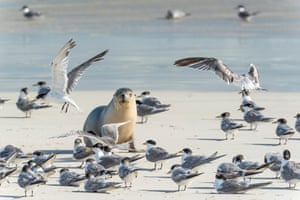 An Australian sea lion (Neophoca cinerea), Sandy Bay, Kangaroo Island, South Australia.