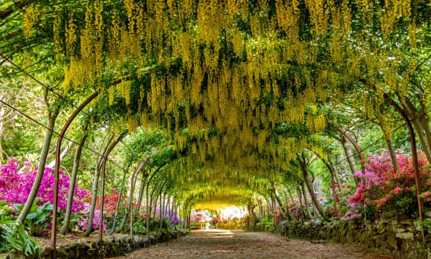Laburnum arch and azaleas at Bodnant Gardens, Conwy.