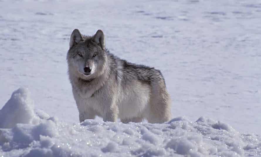 A gray wolf, a member of the Nez Perce pack, seen north of Old Faithful in Yellowstone.