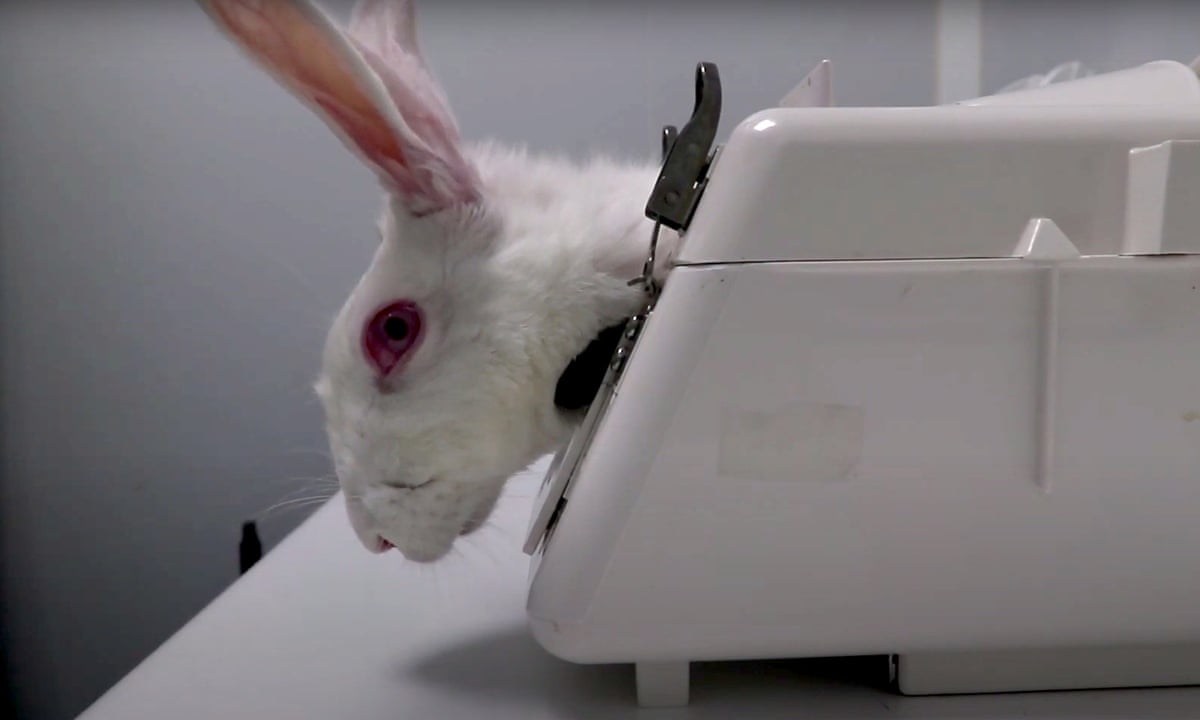 Undercover Footage Shows Gratuitous Cruelty At Spanish Animal Testing Facility Animal Experimentation The Guardian