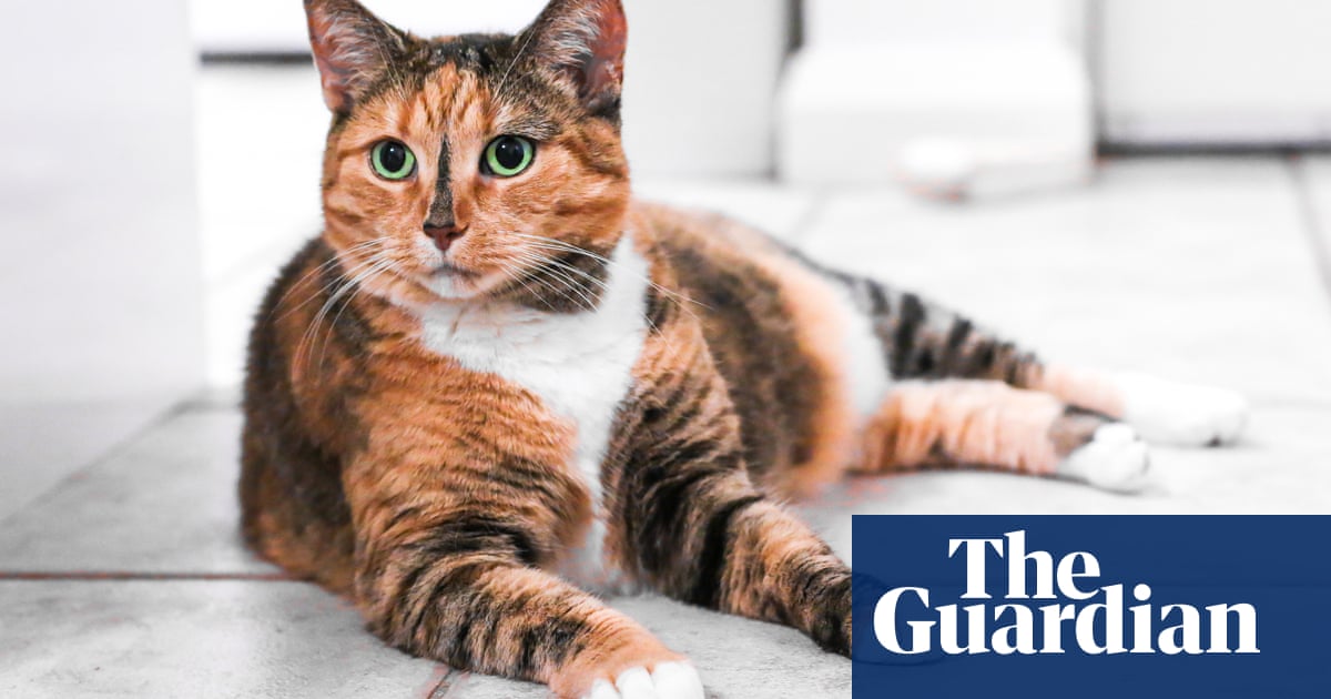 Too many pets kept alive when it’s not the kindest option, say vets