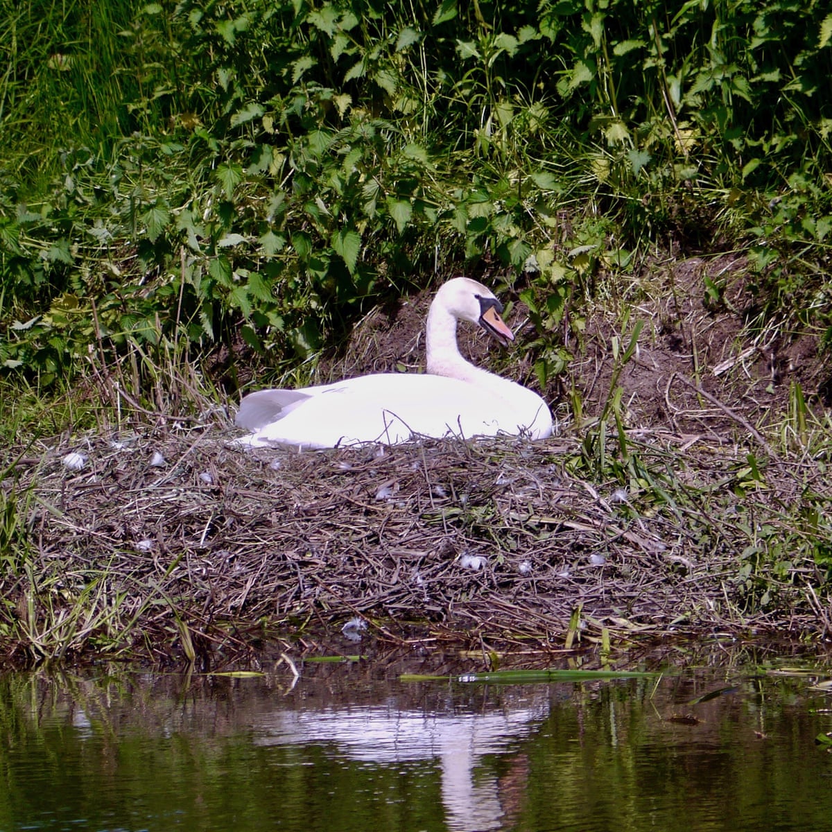 Country Diary A Swan Builds A Fortress For A Nest Environment The Guardian
