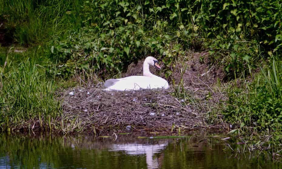 Mute swan in nest on the River Tern