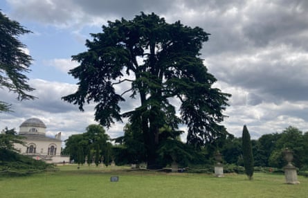 A cedar tree in the 18th-century gardens of Chiswick House, a domed villa