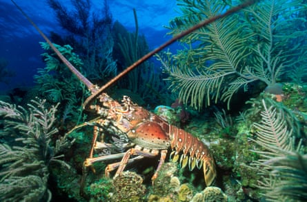A lobster in the Cayman Islands