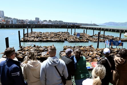 Crowd of people looking at hundreds of sea lions lying on various separate wooden platforms