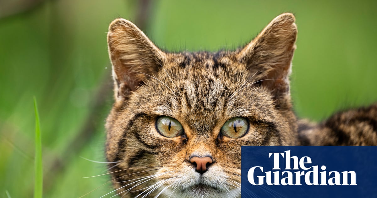 European wildcats could be seen again in England for first time in 100 years
