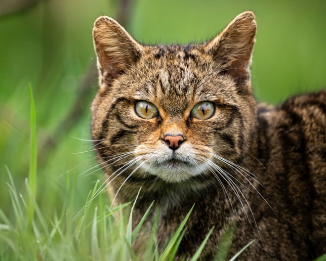 European wildcats could be seen again in England for first time in 100 years European wildcats could be seen again in England for first time in 100 years