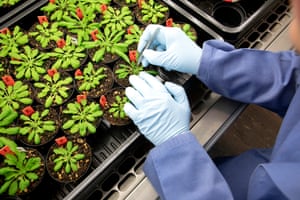 Plants in a grow cabinet at KeyGene, a company that works with gene manipulation