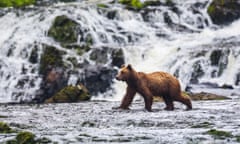 Young brown bear (Ursus Arctos) fishing for spawning salmon at Freshwater Bay creek in Tongass National Forest.