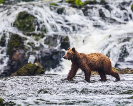 Young brown bear (Ursus Arctos) fishing for spawning salmon at Freshwater Bay creek in Tongass National Forest.