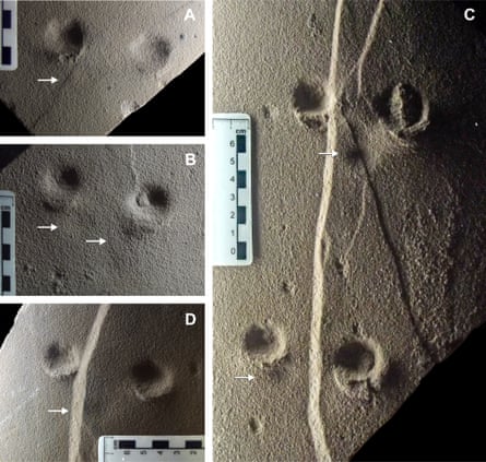 The footprints of Brasilichnium saltatorium, an small extinct mammal-like animal from the Cretaceous Botacatu Formation. Arrows inducate possible impressions of forefeet.