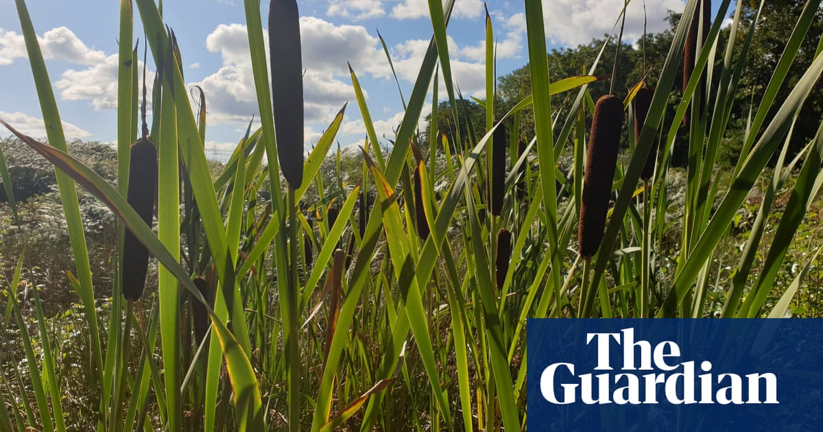 âA win-win for farmersâ: how flooding fields in north-west England could boost crops | Farming | The Guardian