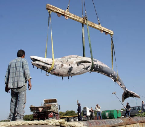 A dead whale is lifted from the water in the bay of the northern Israeli city of Haifa.