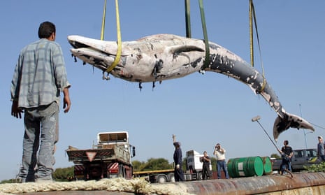 A dead whale is lifted in the bay of the northern Israeli city of Haifa in 2005.