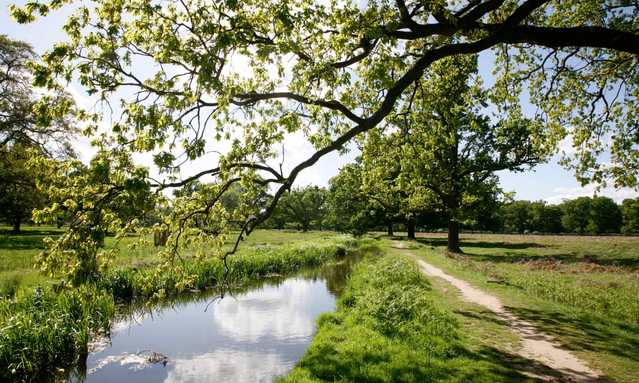 Bushy Park, one of London’s royal open spaces that have become important wildlife havens.