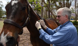 A horse on a Queensland property is vaccinated against the Hendra virus. The deadly disease is also a threat to humans.