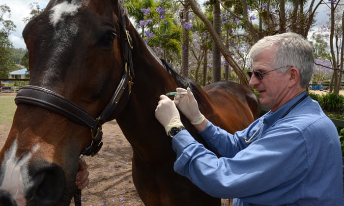 A vet administers a Hendra virus vaccine to a horse on a property in Brisbane