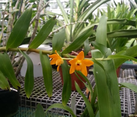 The Dendrobium aurifex was on Kew garden’s 2020 new species list.