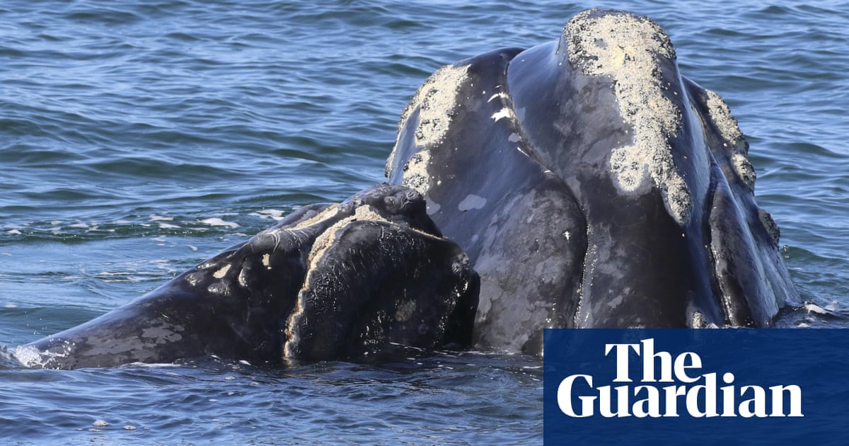 Endangered North Atlantic right whales produce most calves since 2015