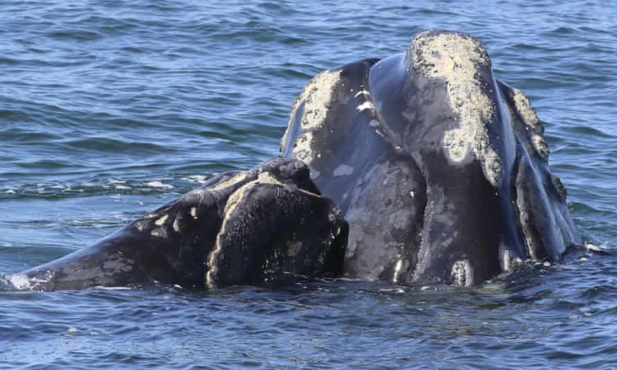 A North Atlantic right whale mother and calf in waters near Cumberland Island, Georgia in March.