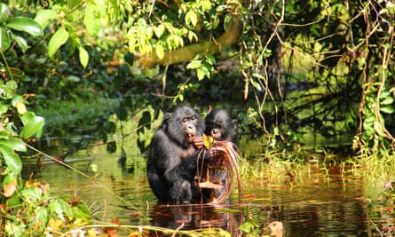 Wild bonobos feeding on lillypads. During feeding, bonobos frequently produce peep vocalizations as well as in other contexts.