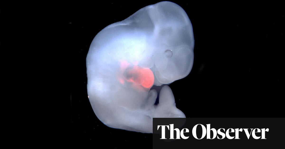 Mixed messages: is research into human-monkey embryos ethical?