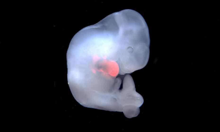 In this chimeric mouse embryo, the developing heart includes a large number of rat cells.