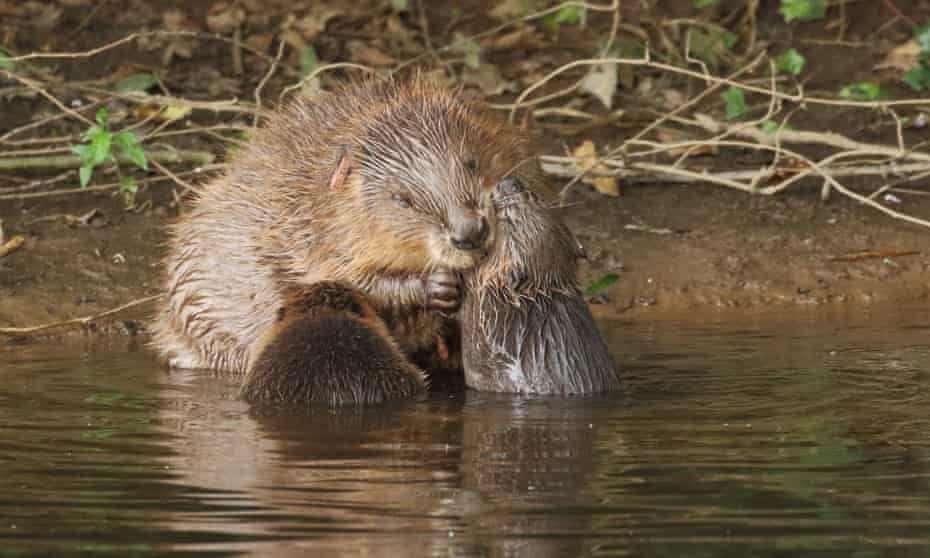 Female beaver with her kits