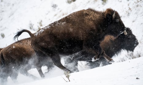 Bison run up a hill in the snow in Lamar Valley, Yellowstone National Park, Wyoming.