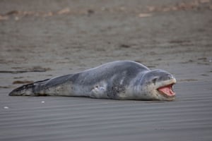 A Leopard seal (Hydrurga leptonyx) yawns while resting on Sumner beach in Christchurch, New Zealand
