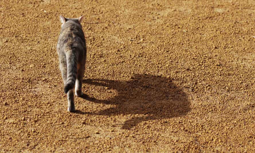 O pisică sălbatică în interiorul Australiei.