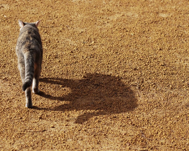 A feral cat