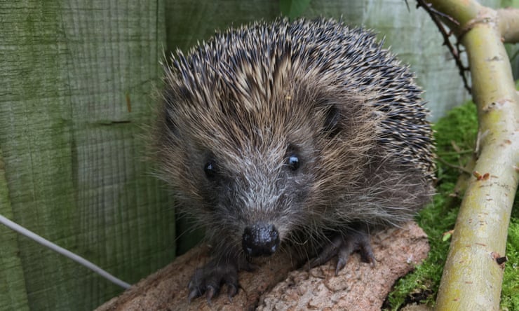 Hedgehogs ‘near threatened’ on red list after 30% decline over past decade Hedgehogs ‘near threatened’ on red list after 30% decline over past decade